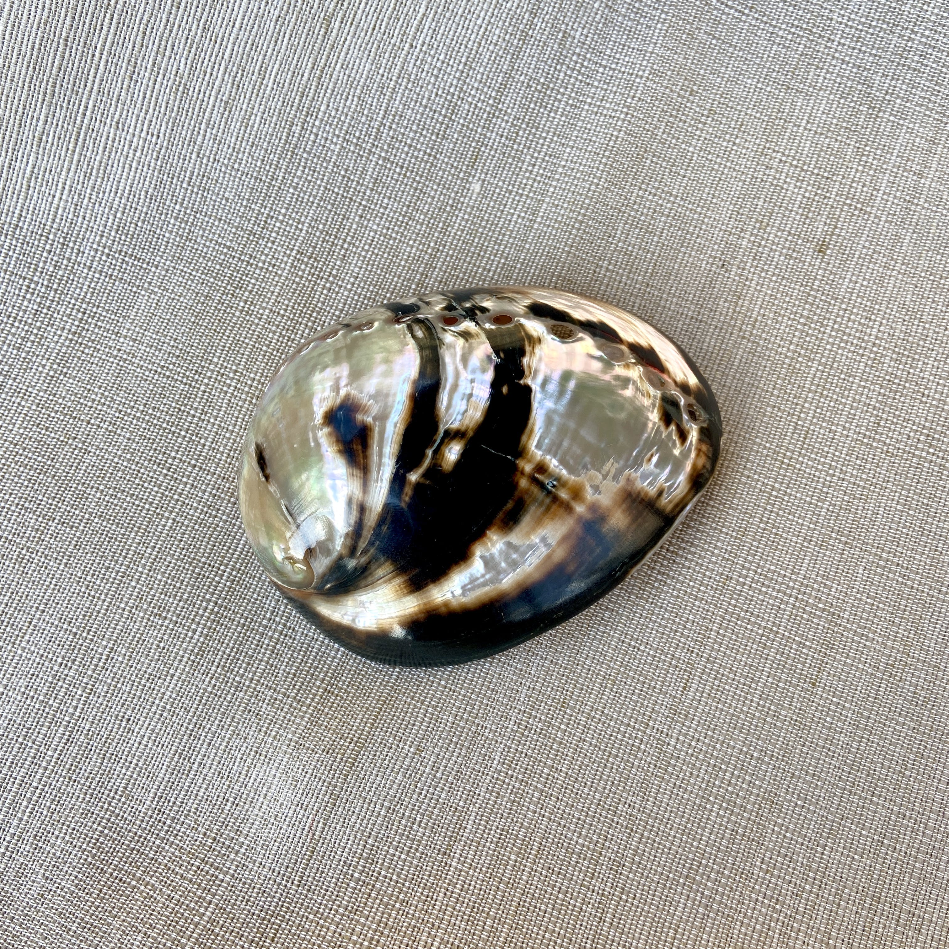 Vintage 80's Abalone Mollusk Hair Barrettte Shop THRILLING