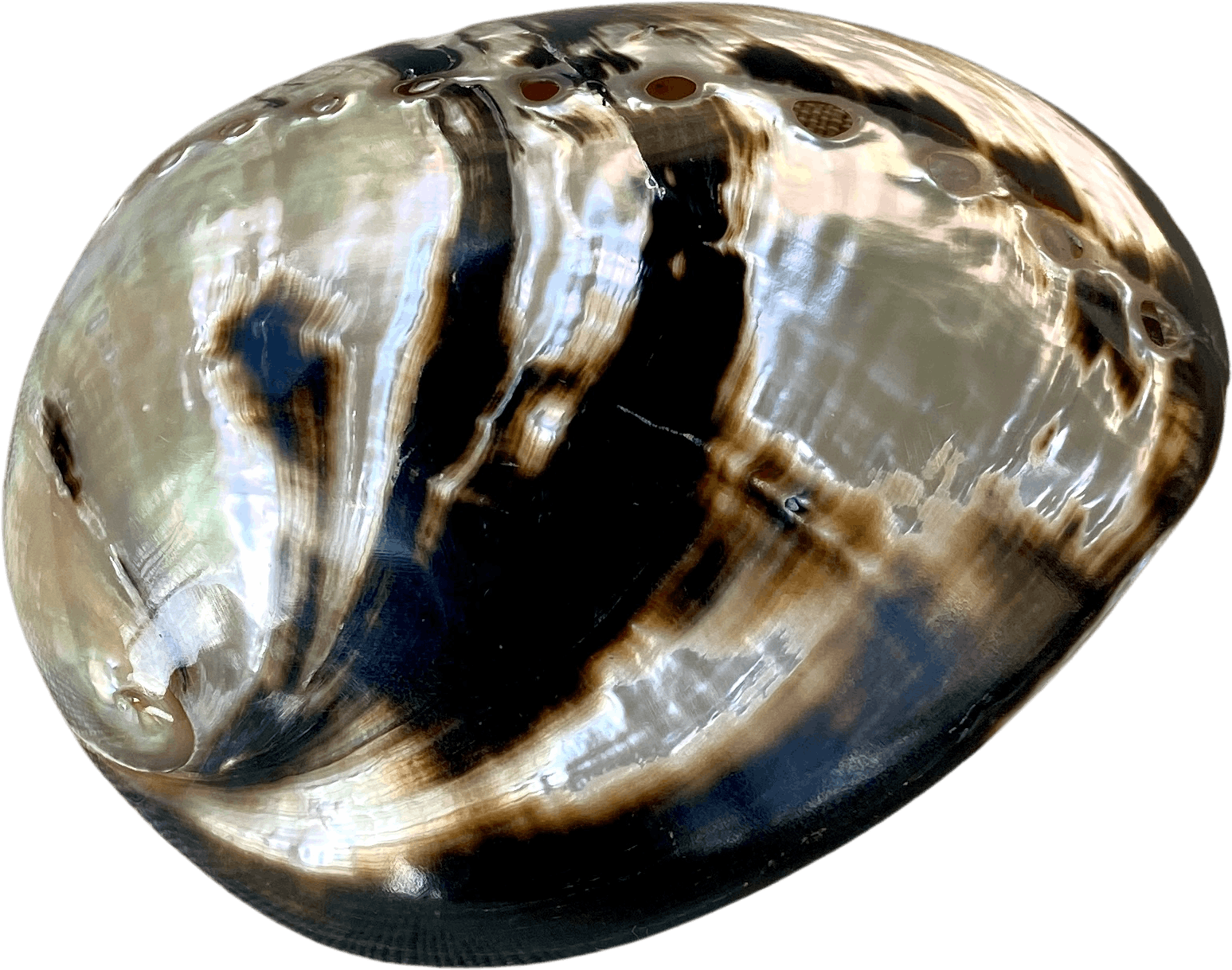 Vintage 80's Abalone Mollusk Hair Barrettte Shop THRILLING